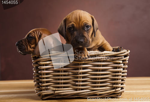 Image of Puppies, wicker basket 