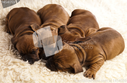 Image of Sleepy Puppy