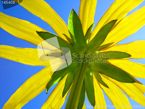 Image of yellow flower