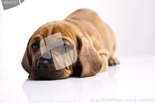 Image of Puppy