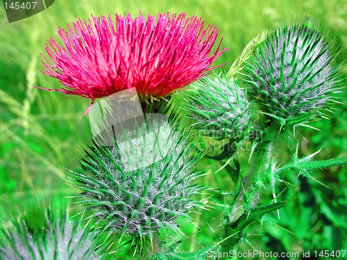 Image of thistle