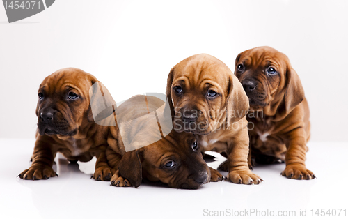 Image of Puppies amstaff,dachshund