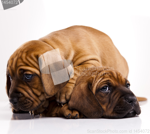 Image of Baby dogs
