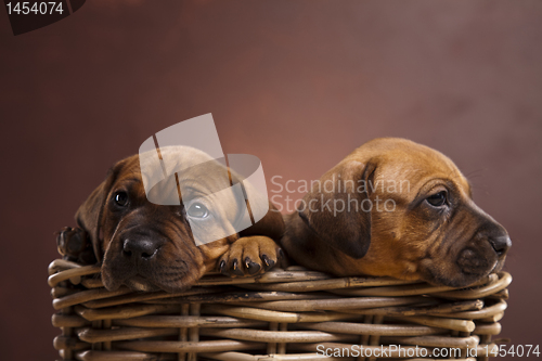 Image of Puppies, wicker basket 