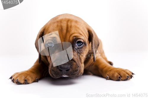 Image of Puppy