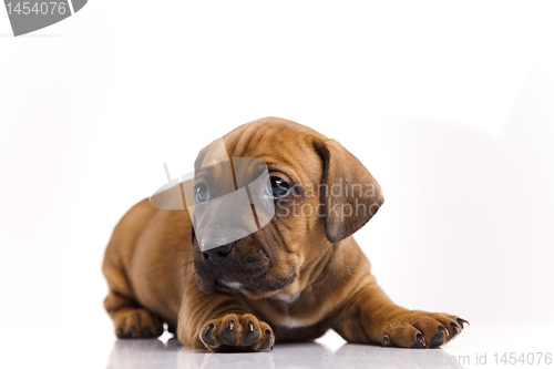 Image of Dog 