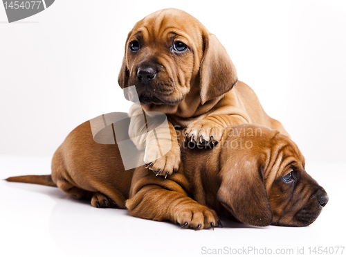 Image of Puppies amstaff,dachshund