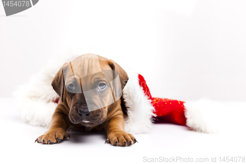Image of Baby dog
