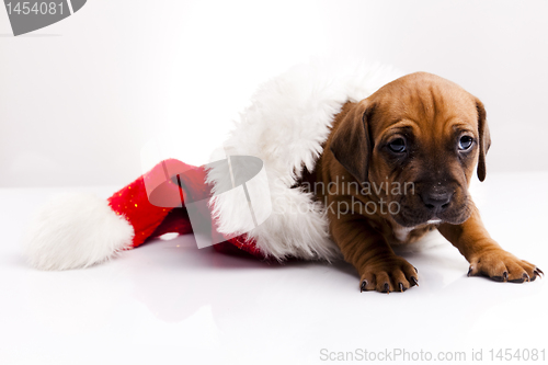 Image of Dog 