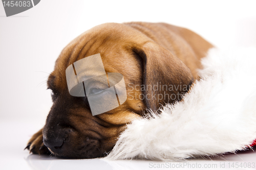 Image of Dog 