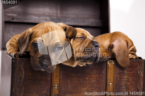 Image of Sleepy Puppy