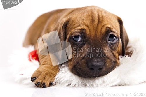 Image of Dog 