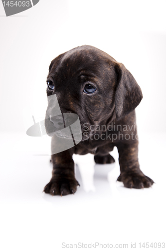 Image of Dog 