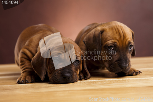 Image of Baby dogs