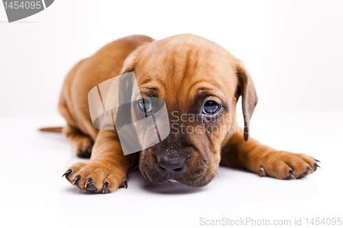 Image of Dog 