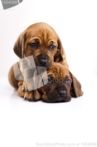 Image of Baby dogs