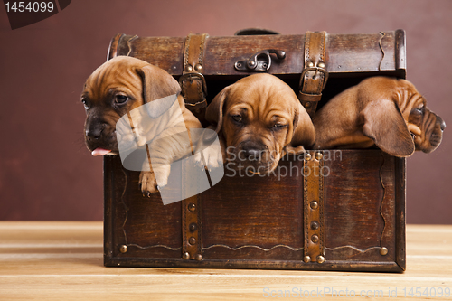 Image of Puppies amstaff,dachshund