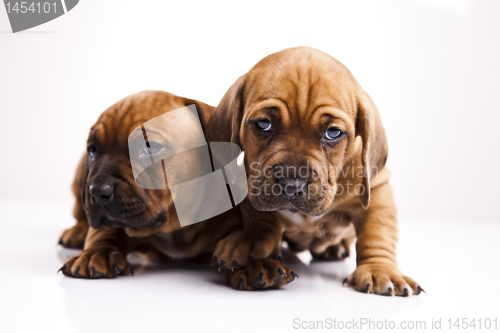 Image of Baby dogs