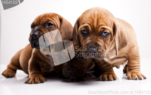 Image of Puppies amstaff,dachshund