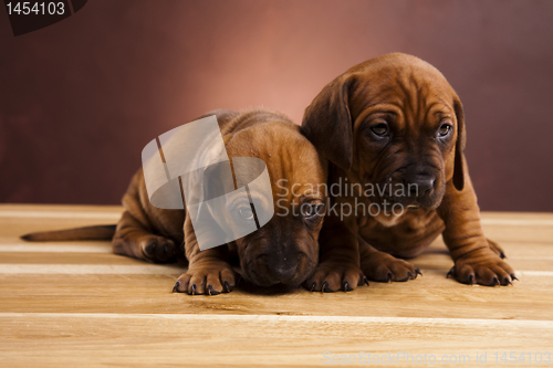Image of Baby dogs