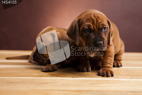 Image of Baby dogs