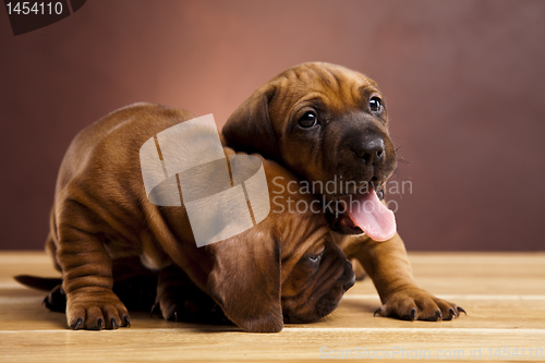 Image of Puppies amstaff,dachshund