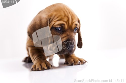 Image of Puppy