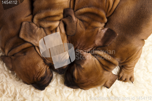 Image of Sleepy Puppy