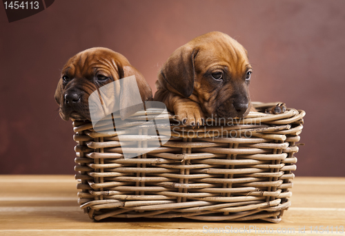 Image of Puppies, wicker basket 