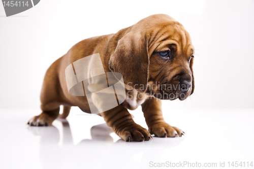 Image of Puppy