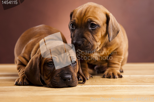 Image of Puppies amstaff,dachshund