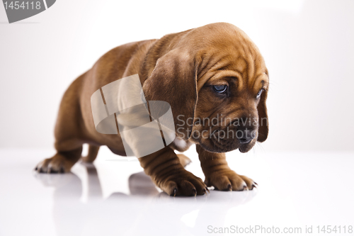 Image of Dog 