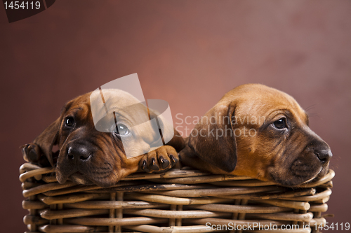Image of Puppies, wicker basket 