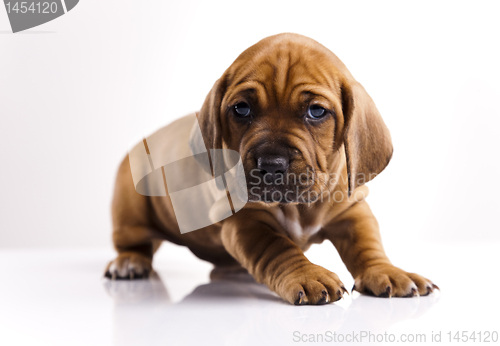 Image of Dog 