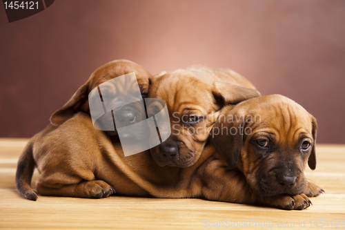Image of Baby dogs
