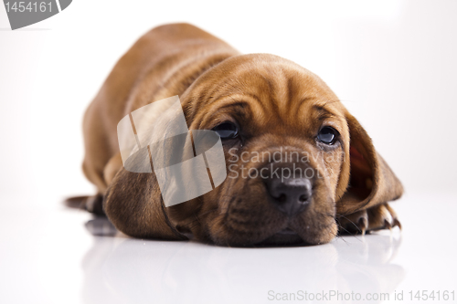 Image of Dog 