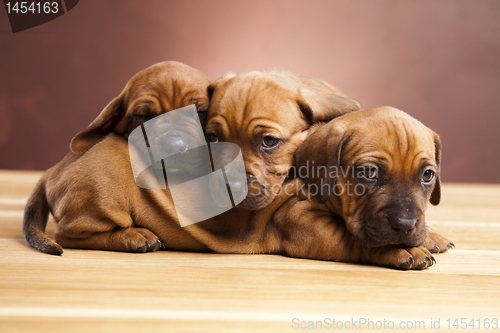 Image of Baby dogs