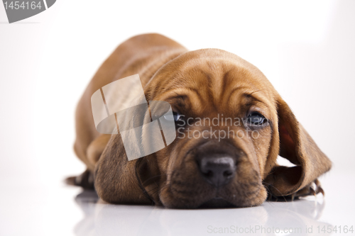 Image of Dog 
