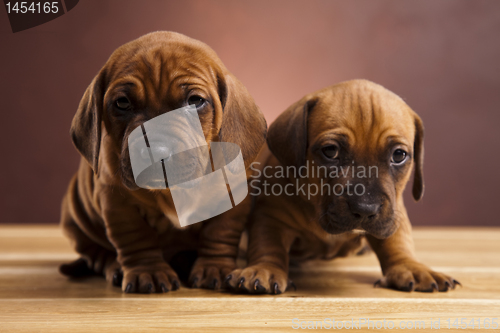Image of Baby dogs