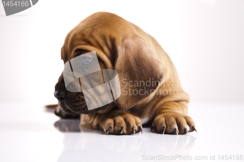 Image of Dog 