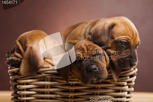 Image of Puppies, wicker basket 