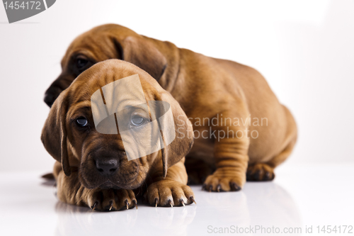 Image of Baby dogs