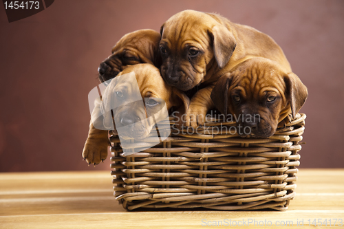 Image of Puppies, wicker basket 