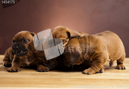 Image of Baby dogs