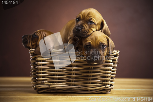 Image of Puppies, wicker basket 