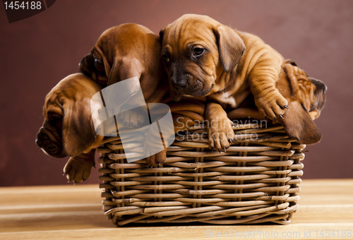 Image of Puppies, wicker basket 