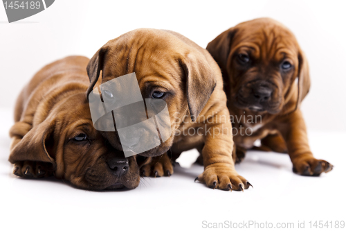 Image of Baby dogs