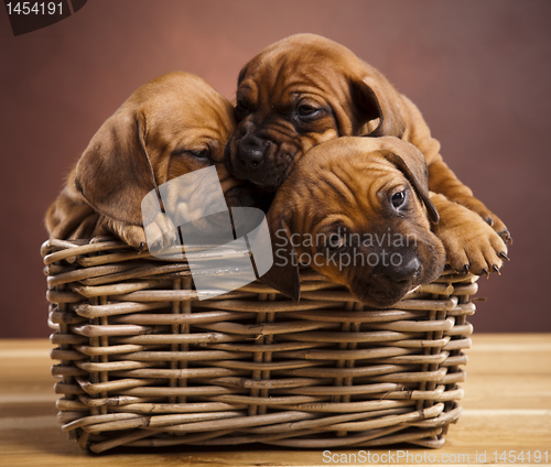 Image of Puppies, wicker basket 