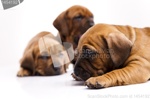 Image of Baby dogs