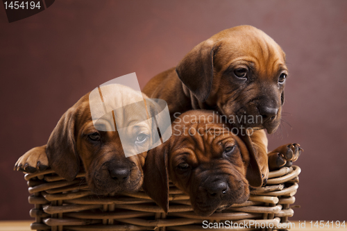 Image of Puppies, wicker basket 
